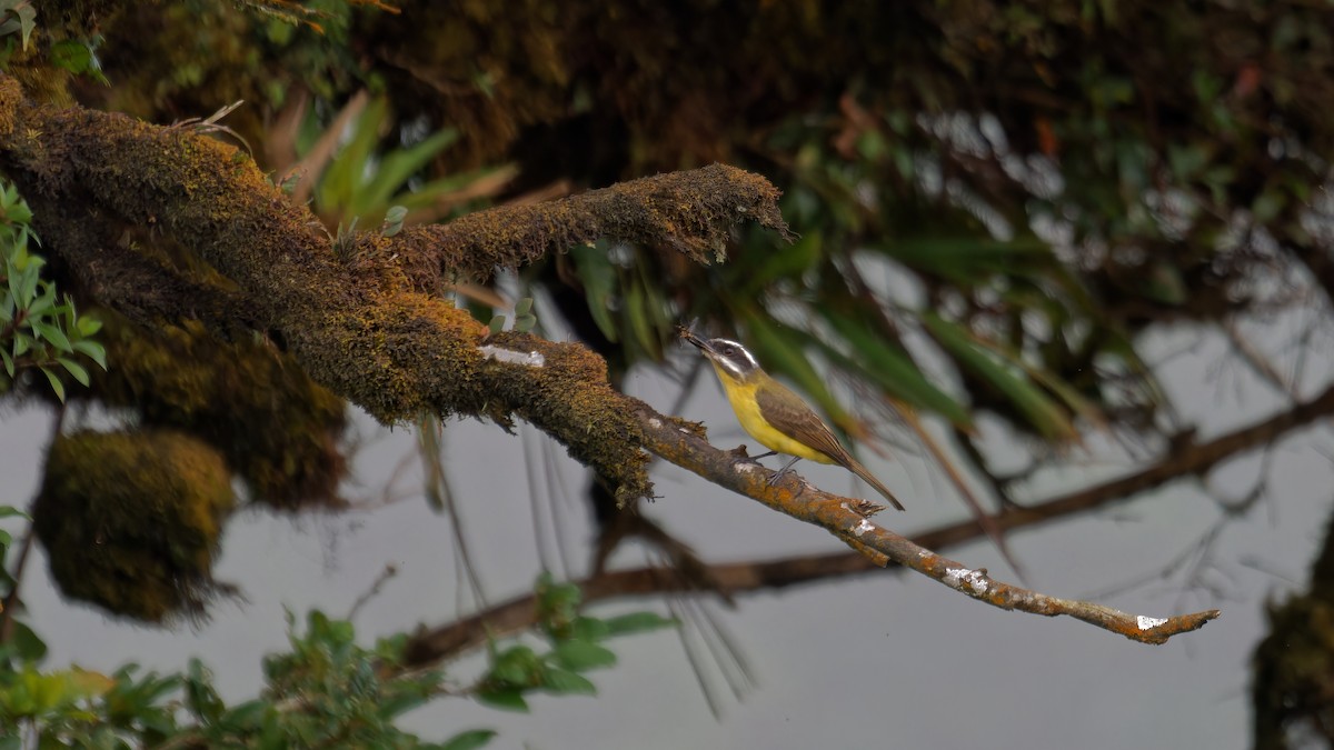 Golden-bellied Flycatcher - ML619970656