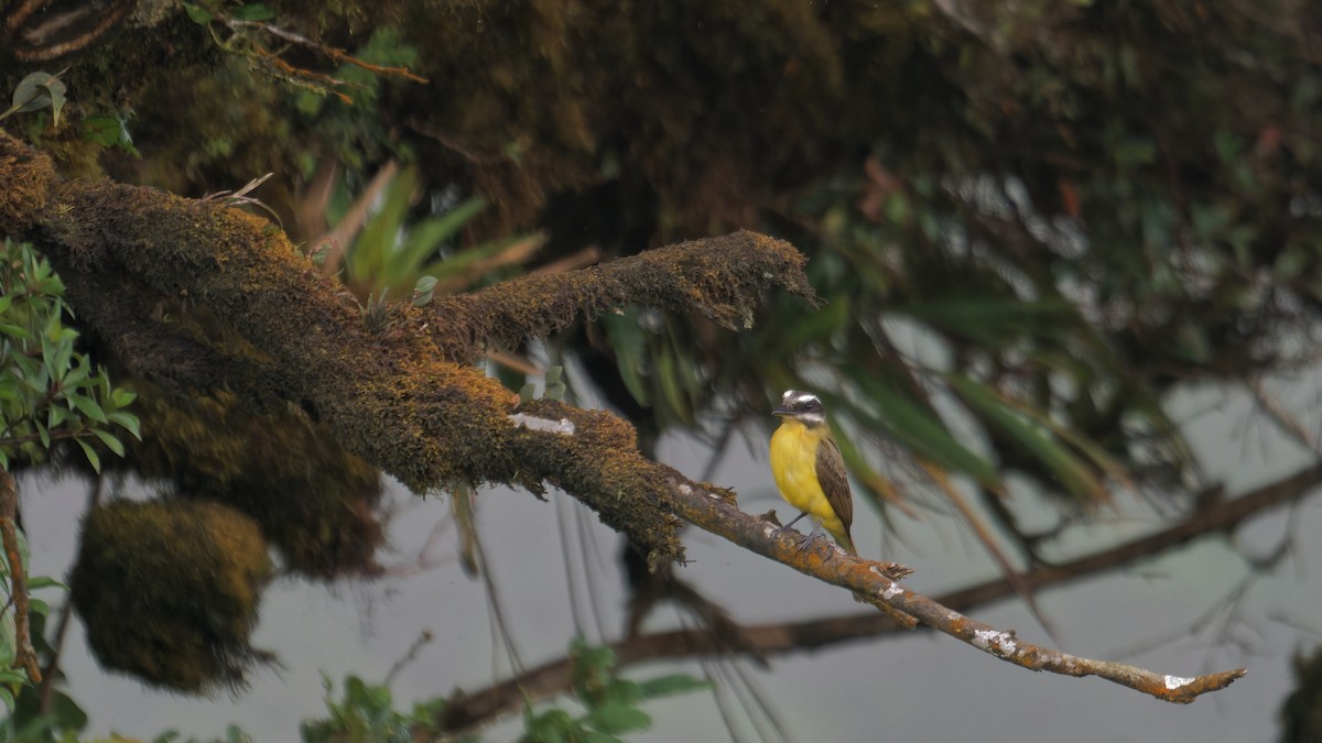 Golden-bellied Flycatcher - ML619970670