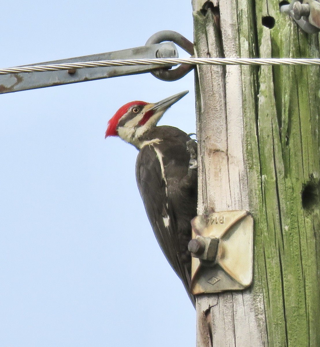 Pileated Woodpecker - ML619970685