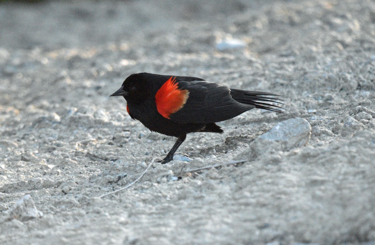Red-winged Blackbird - ML619970687