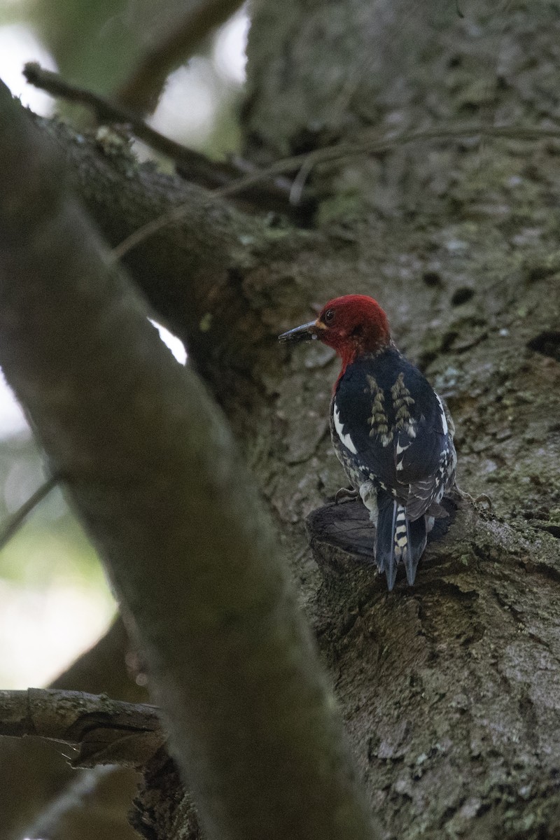 Red-breasted Sapsucker - ML619970717