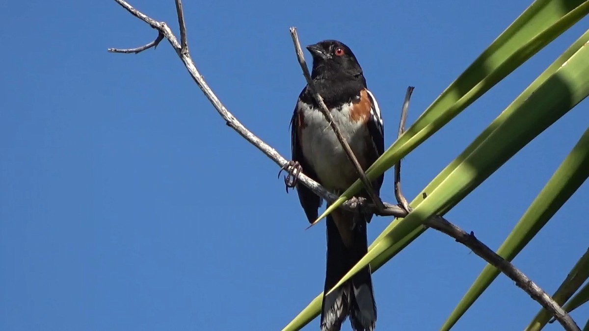 Spotted Towhee - ML619970721
