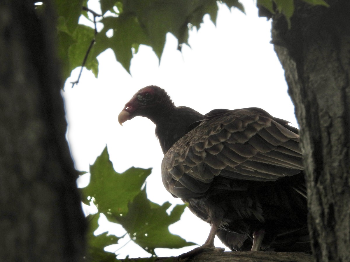 Turkey Vulture - ML619970726