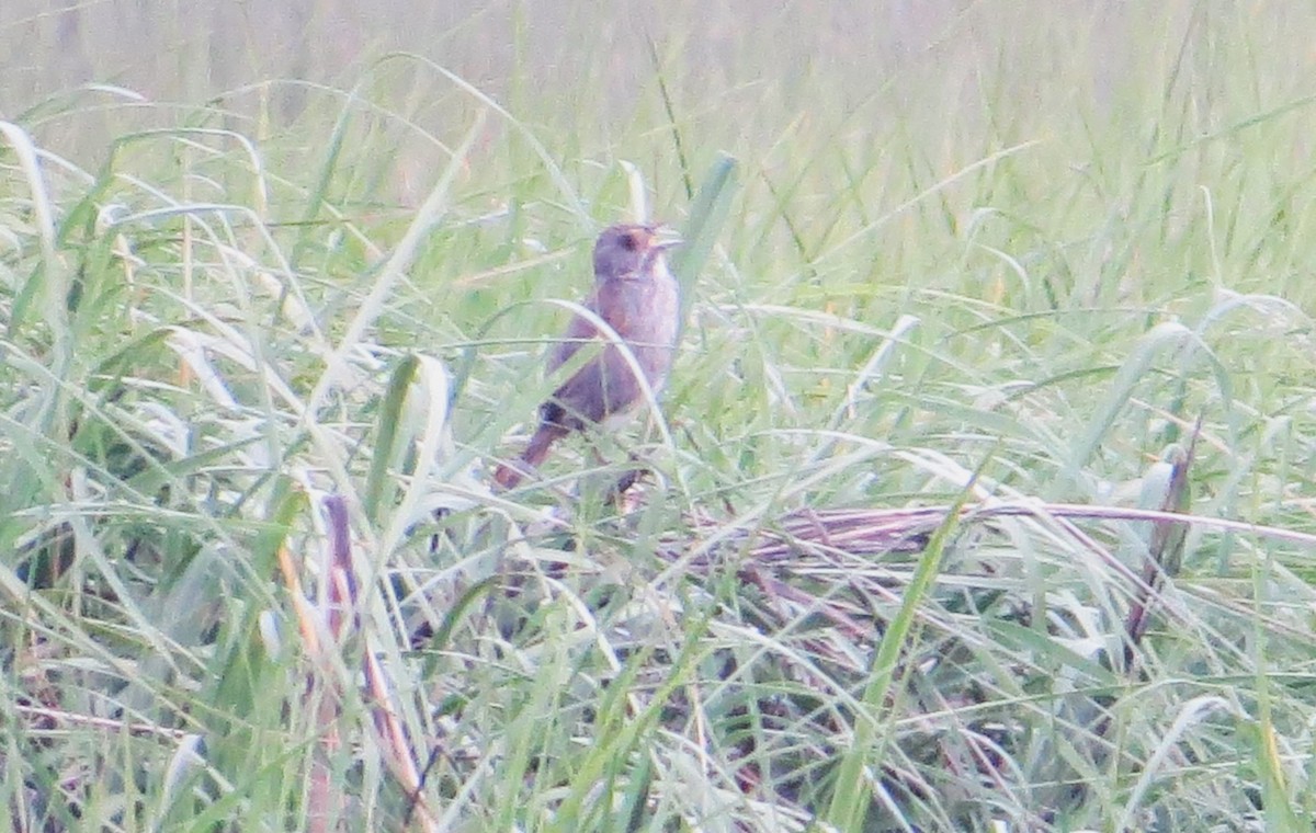 Seaside Sparrow (Atlantic) - ML619970739