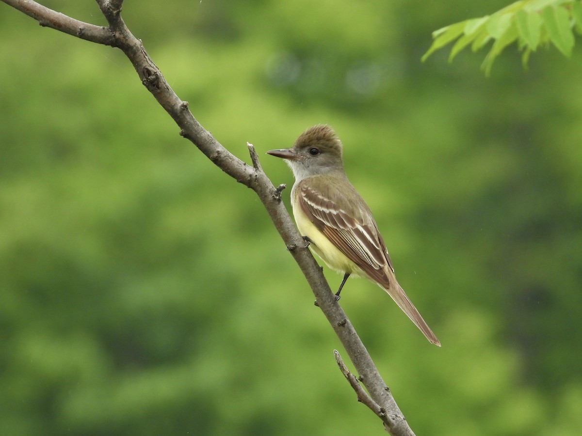 Great Crested Flycatcher - ML619970741