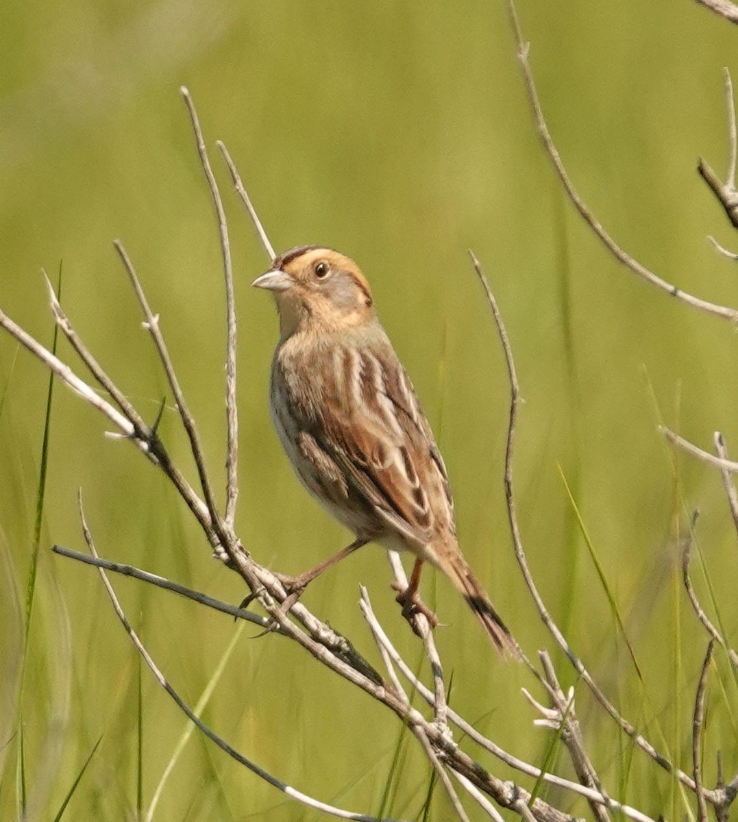 Saltmarsh Sparrow - ML619970746