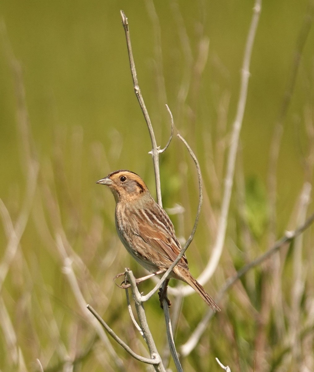 Saltmarsh Sparrow - ML619970749