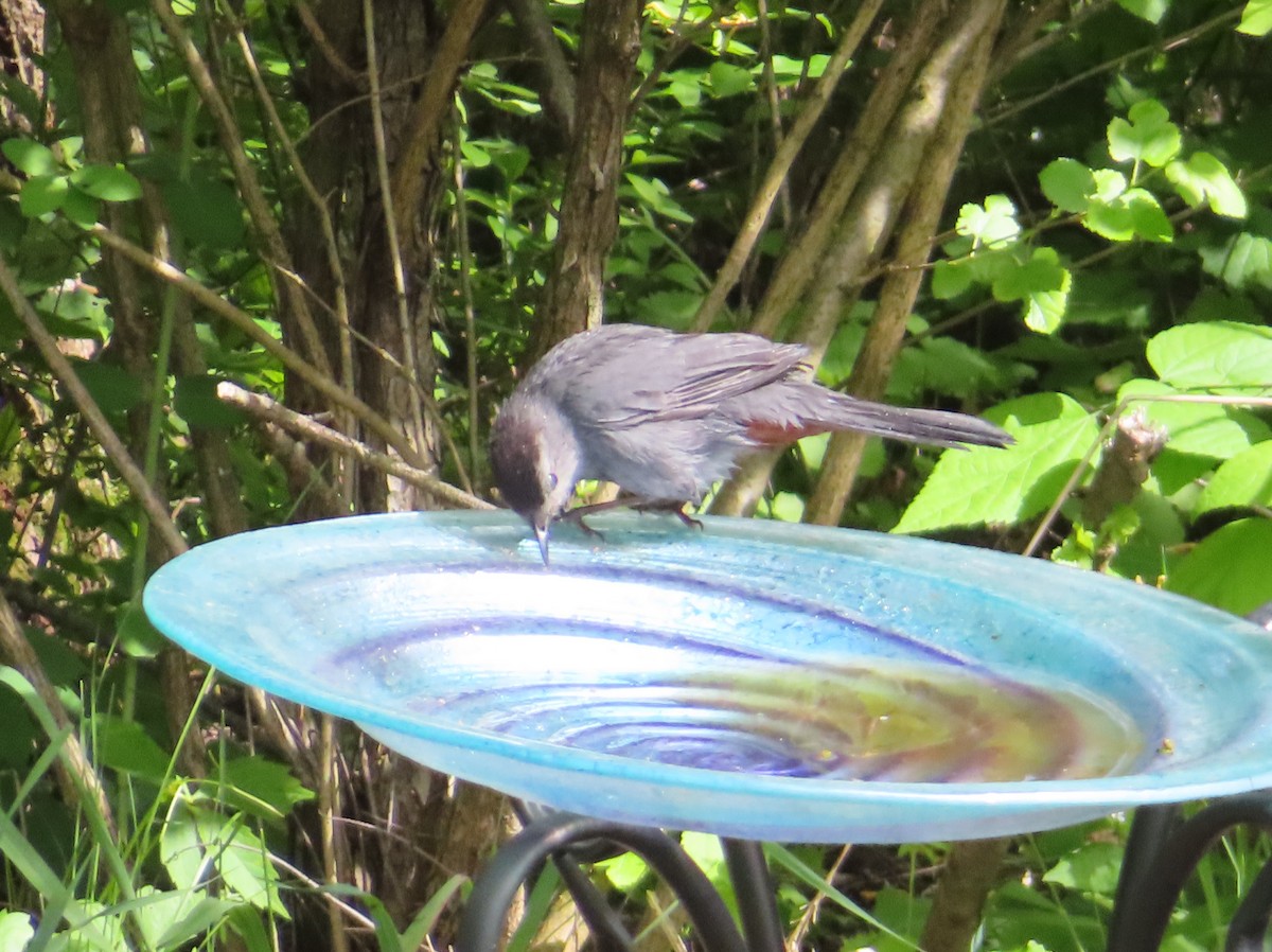 Gray Catbird - ML619970758