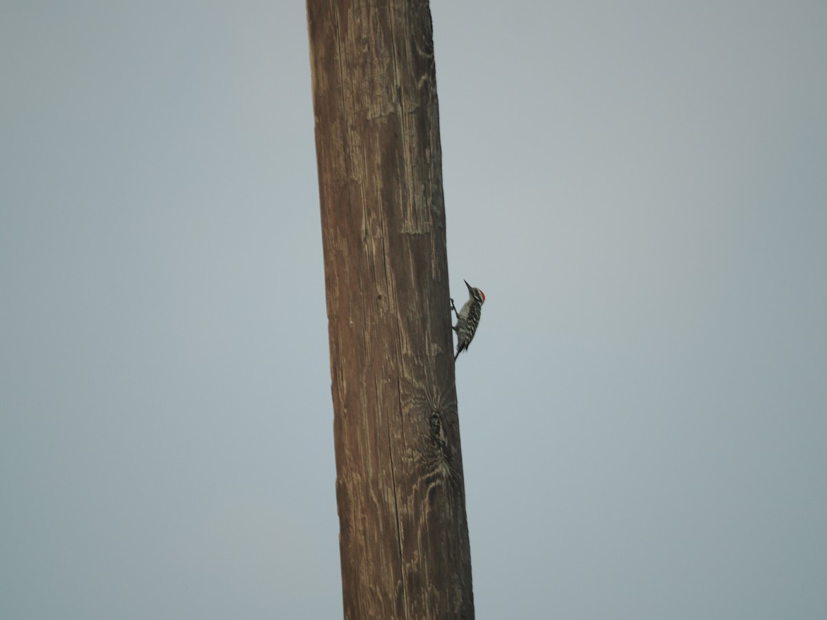 Ladder-backed Woodpecker - ML619970768