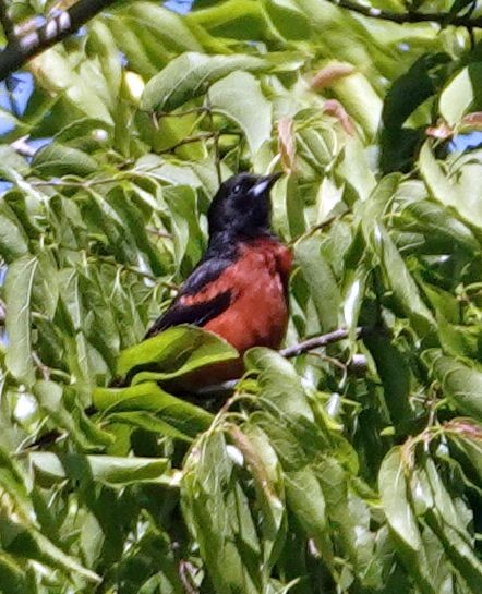 Orchard Oriole - ML619970773