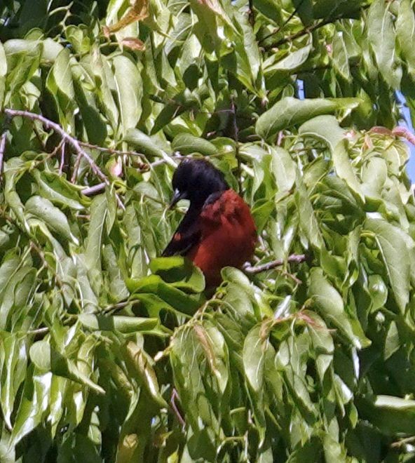 Orchard Oriole - ML619970774
