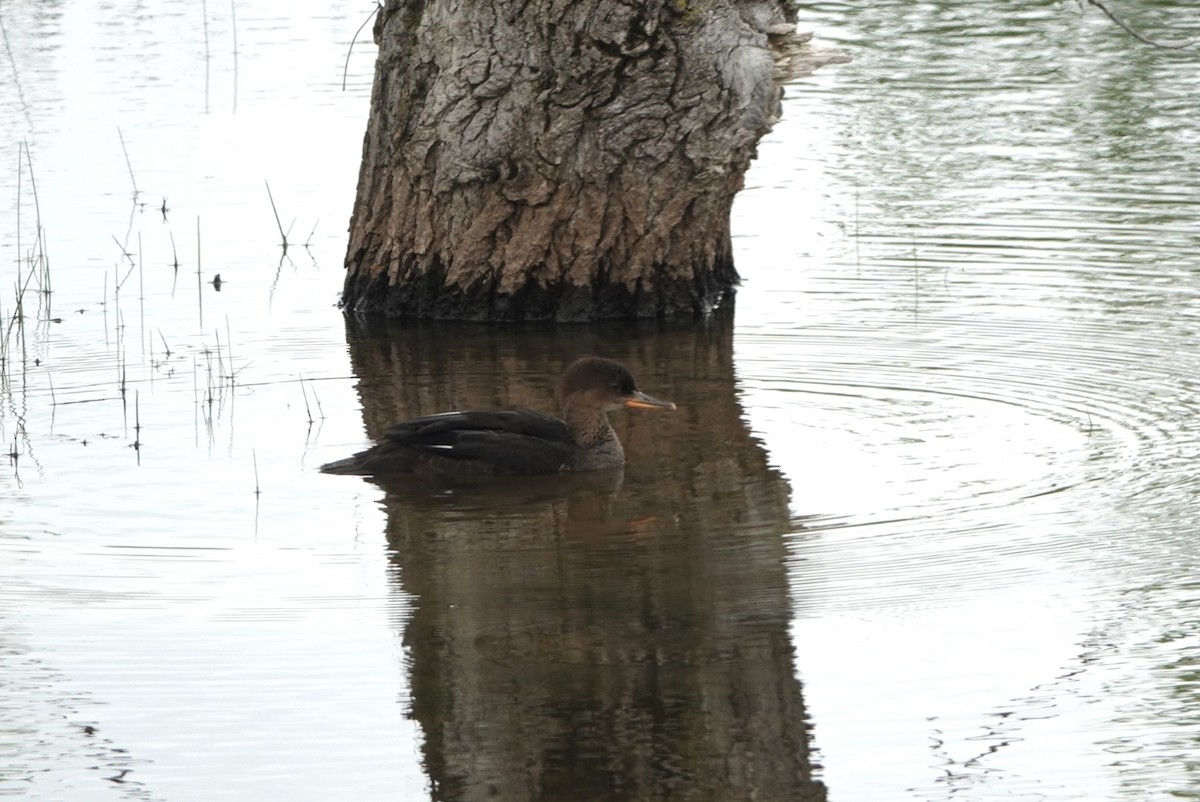 Hooded Merganser - ML619970782