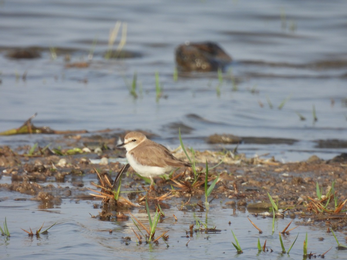 Kentish Plover - ML619970809