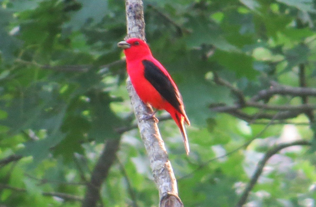 Scarlet Tanager - ML619970827