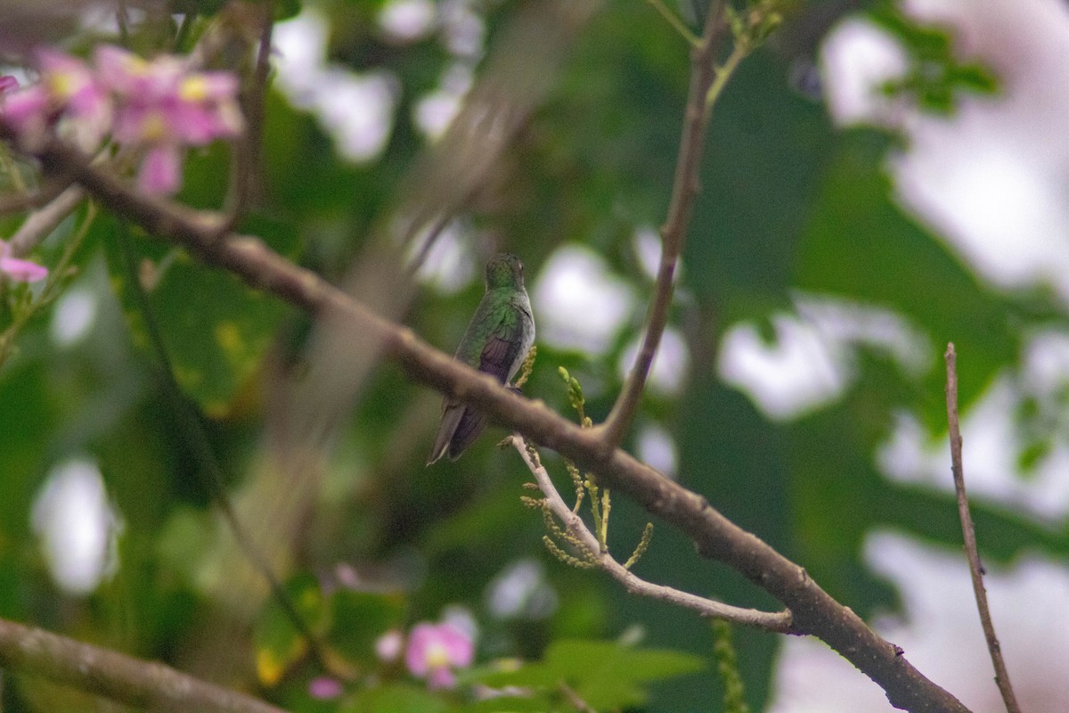 kolibřík helikóniový - ML619970831