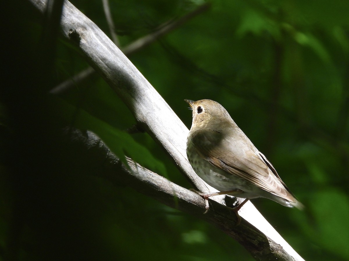 Swainson's Thrush - ML619970834