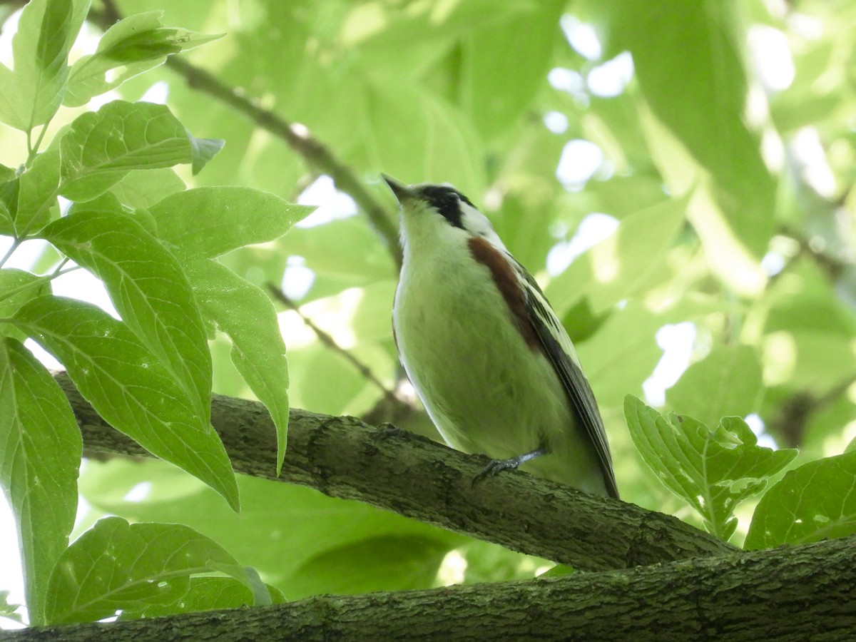 Chestnut-sided Warbler - ML619970836