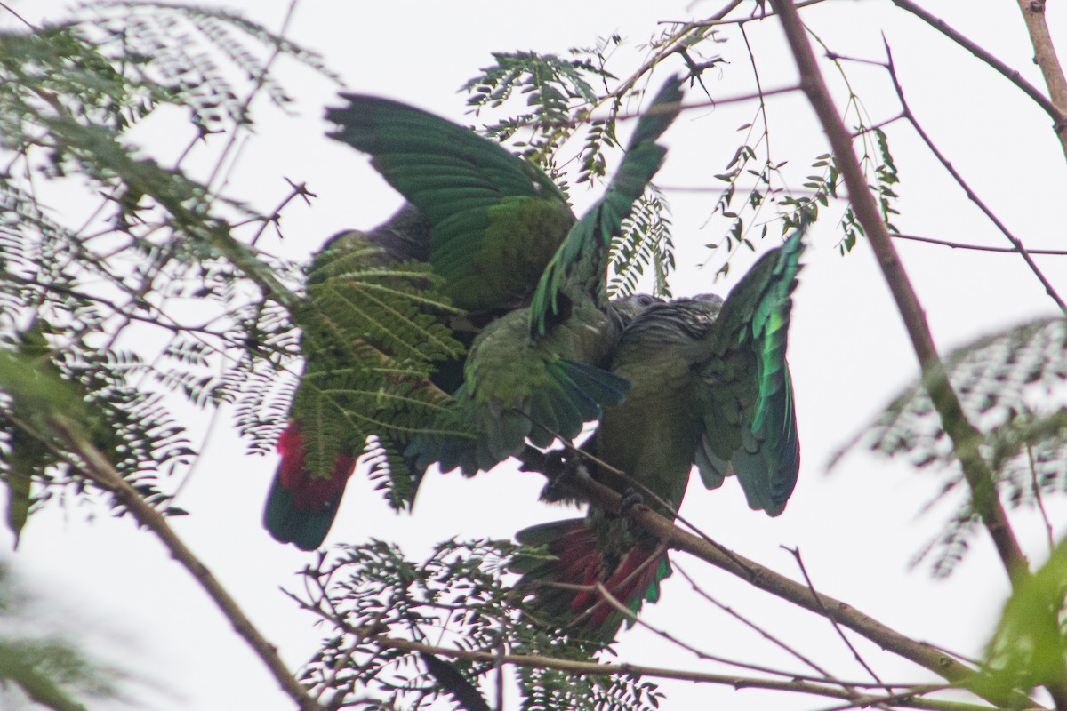 Папуга-червоногуз зеленощокий - ML619970843