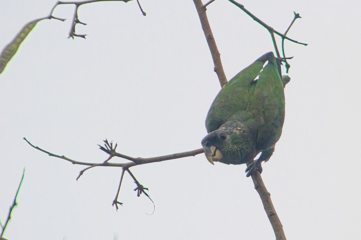 Scaly-headed Parrot - ML619970853