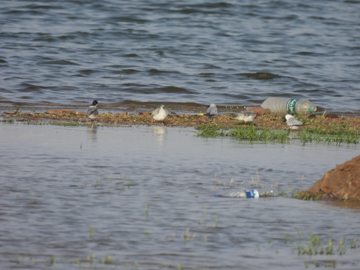 Little Tern - ML619970883