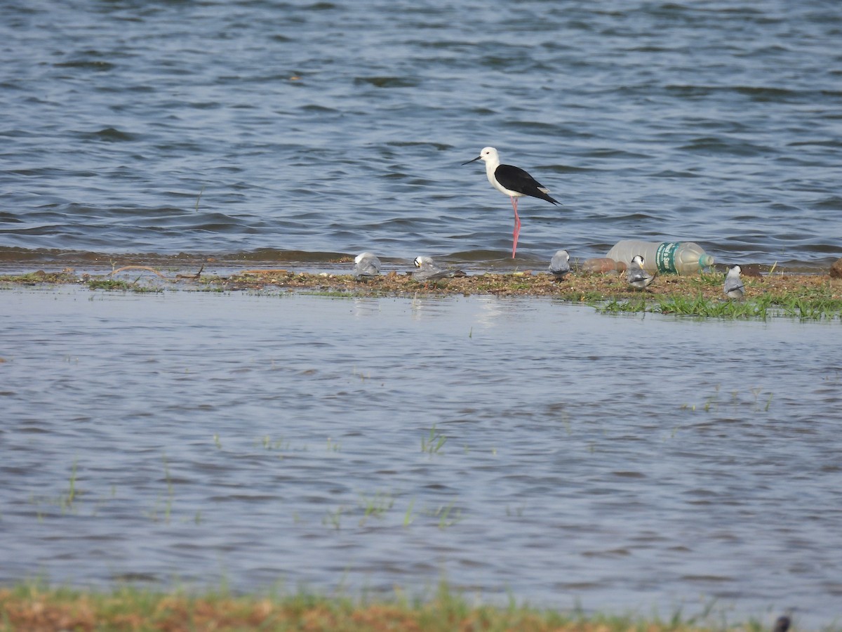 Little Tern - ML619970885