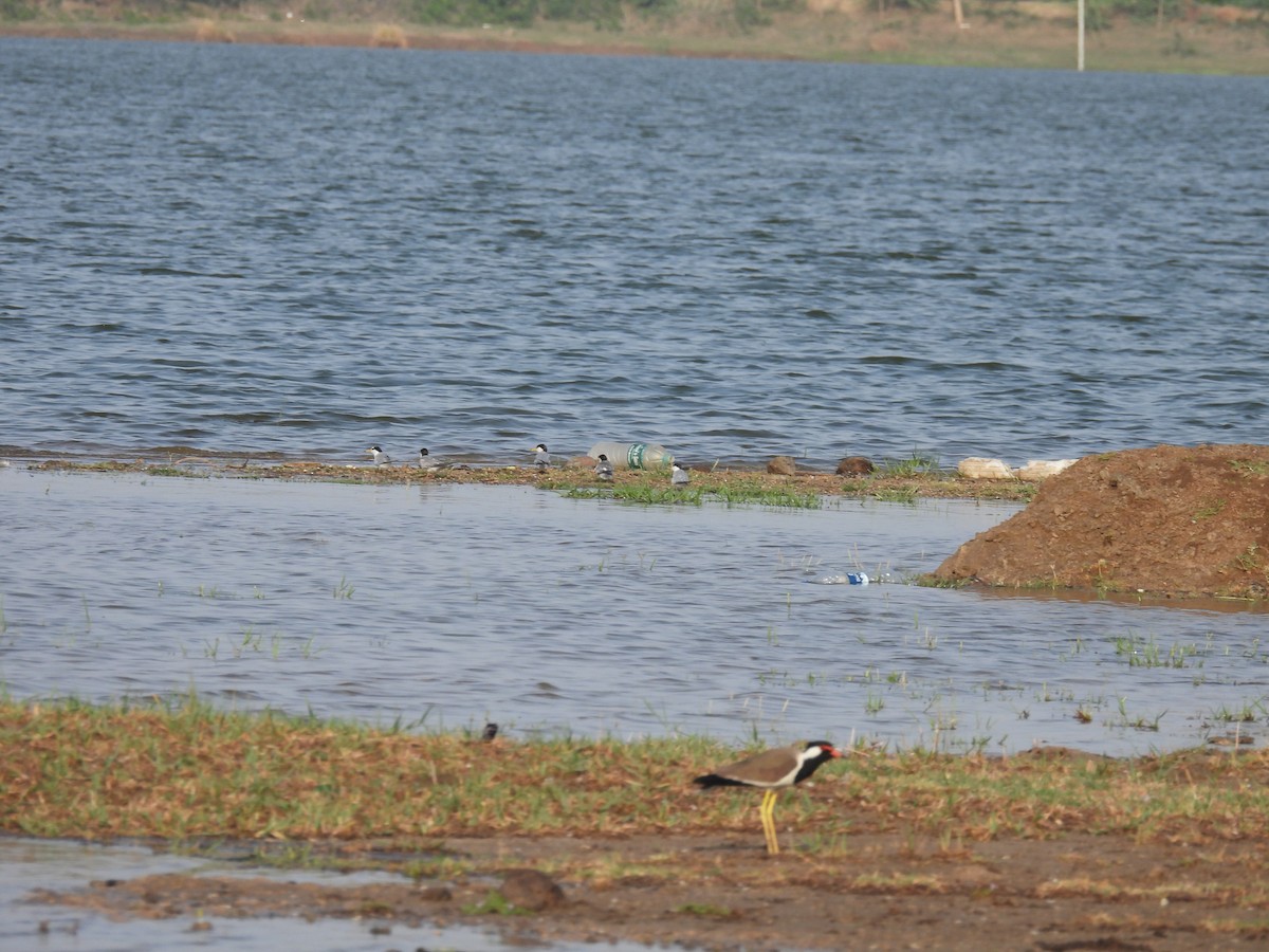 Little Tern - ML619970886