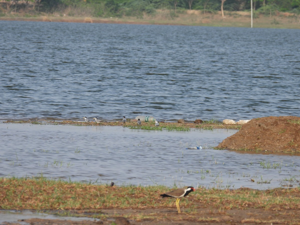 Little Tern - ML619970889