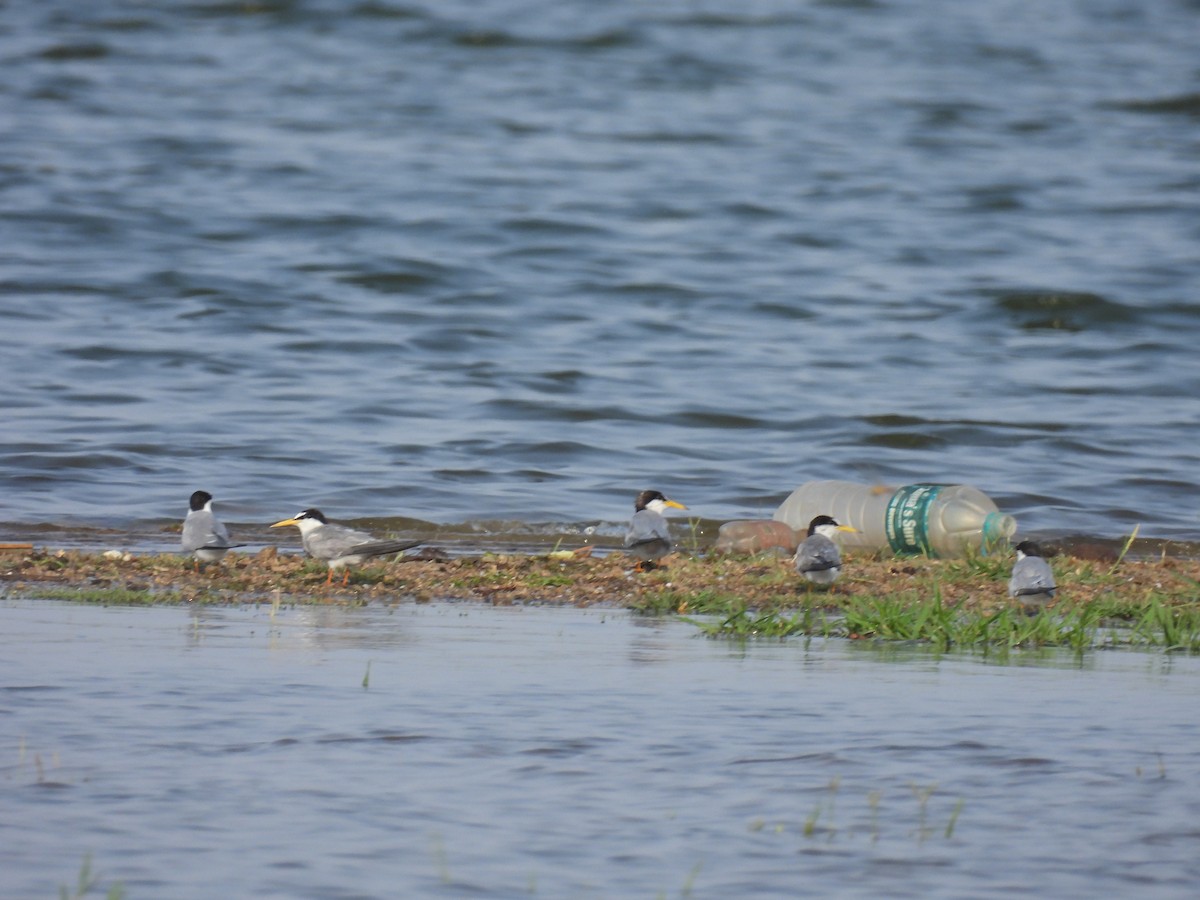 Little Tern - ML619970893