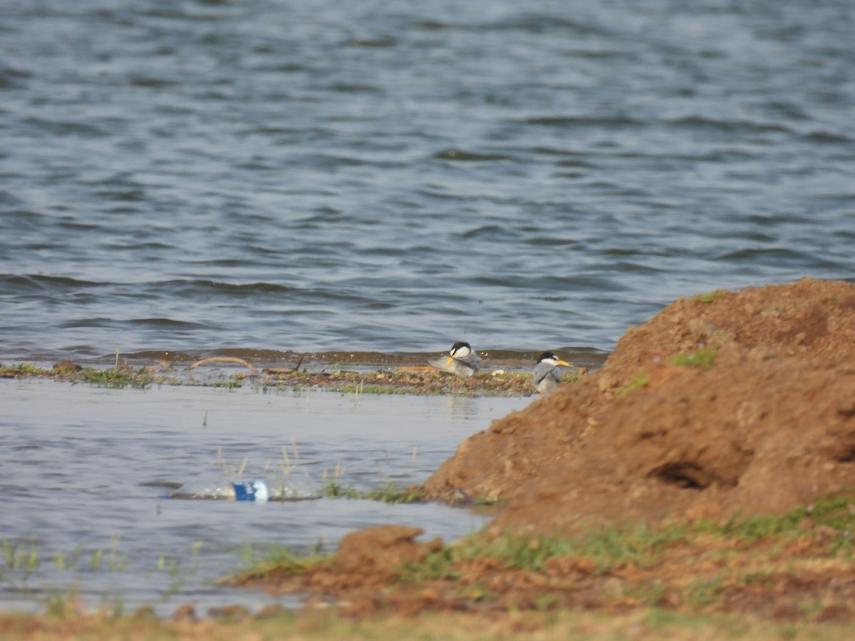 Little Tern - ML619970897