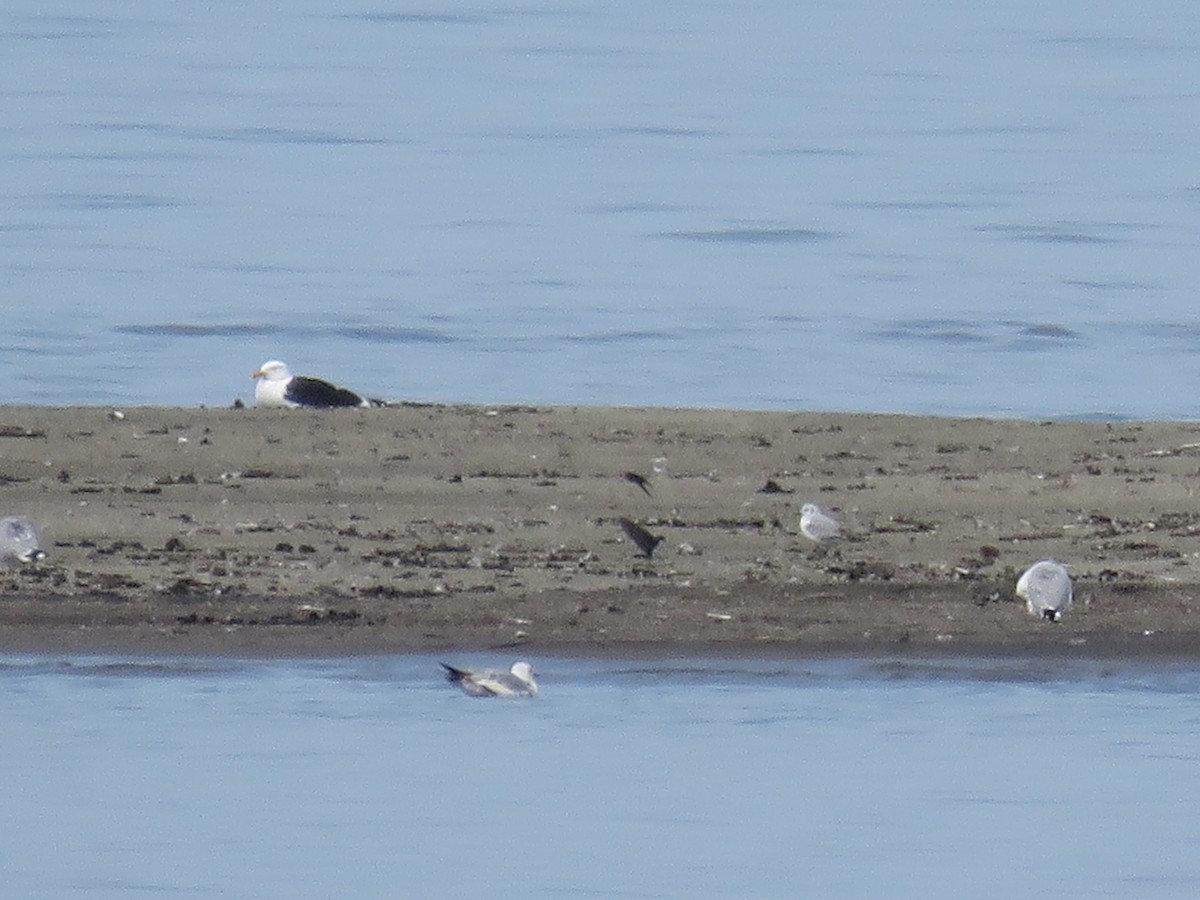 Mouette de Bonaparte - ML619970912