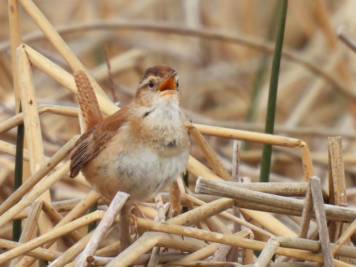 Marsh Wren - Pam Hawkes