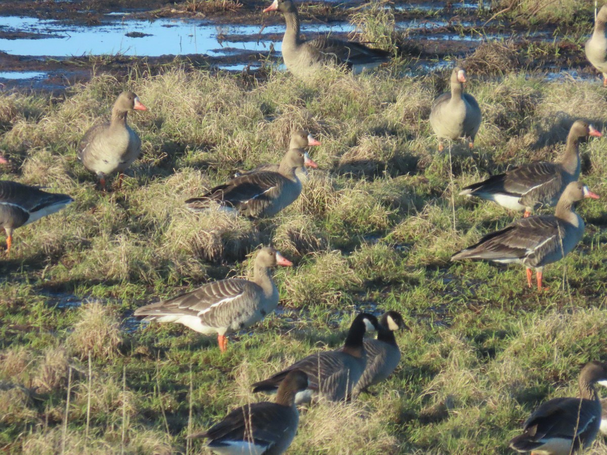 Greater White-fronted Goose - ML619970938