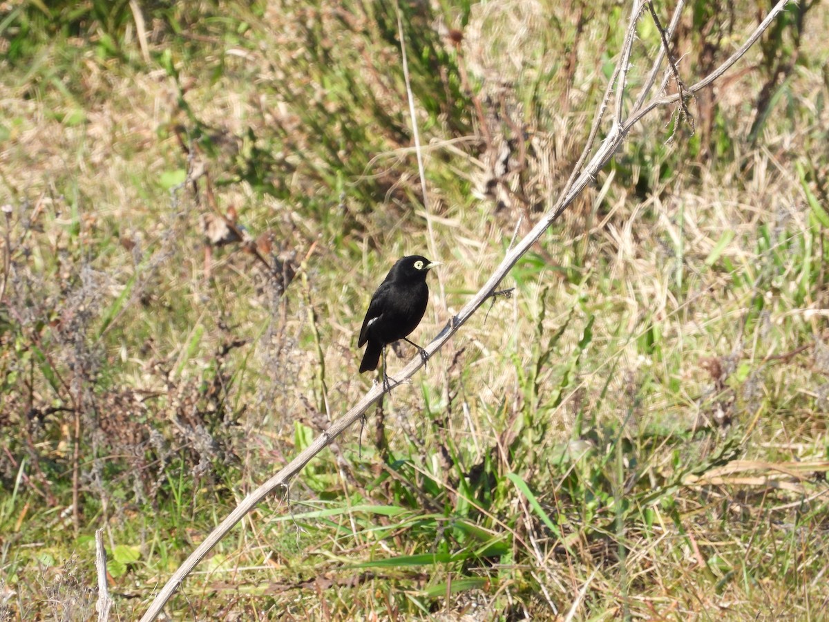 Spectacled Tyrant - ML619970939