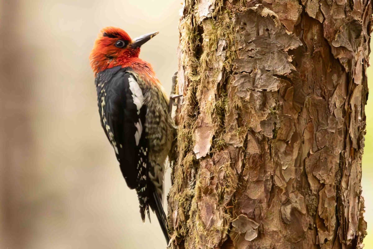 Red-breasted Sapsucker - ML619970950