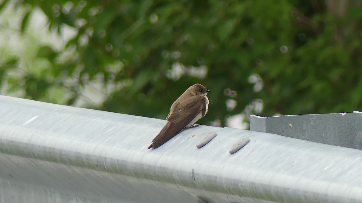 Northern Rough-winged Swallow - ML619970956