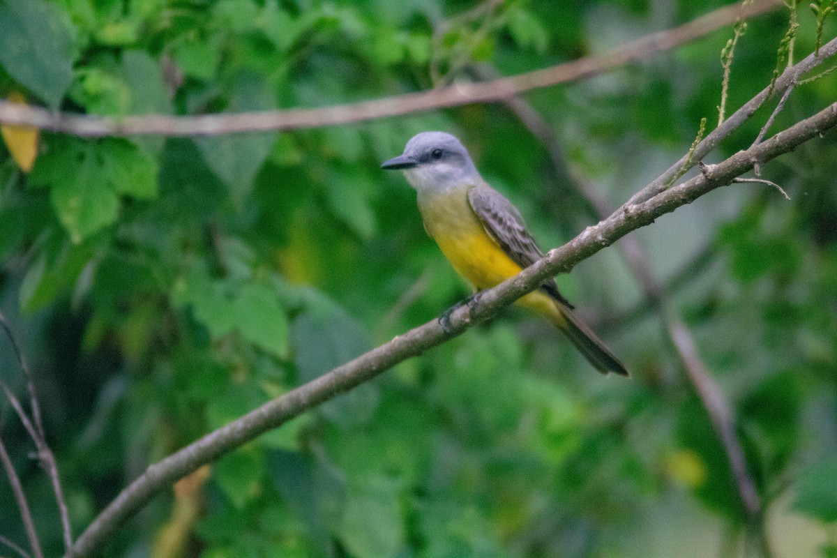 yellow-bellied kingbird sp. - ML619970959