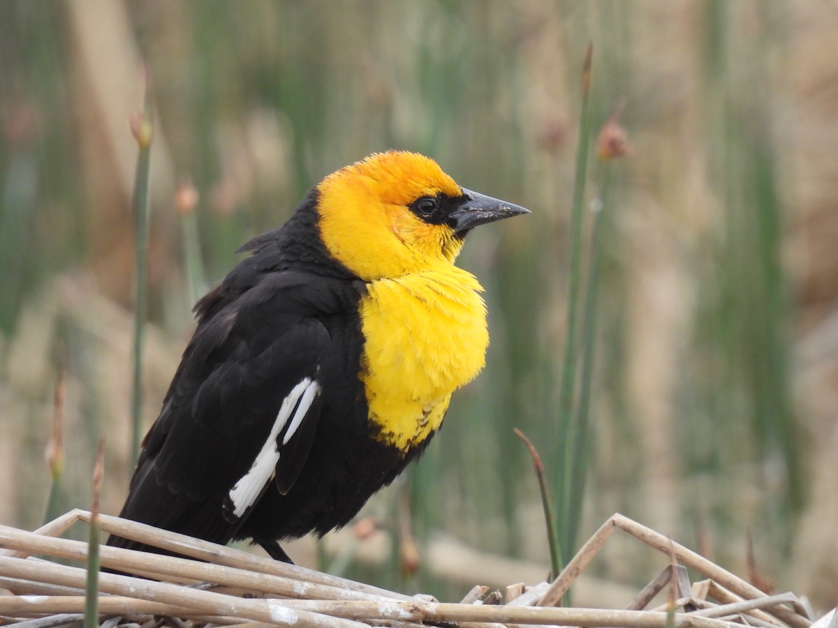 Yellow-headed Blackbird - ML619970960