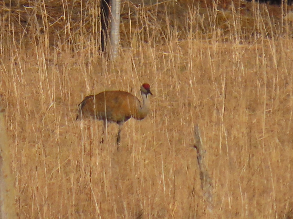 Sandhill Crane - ML619970964