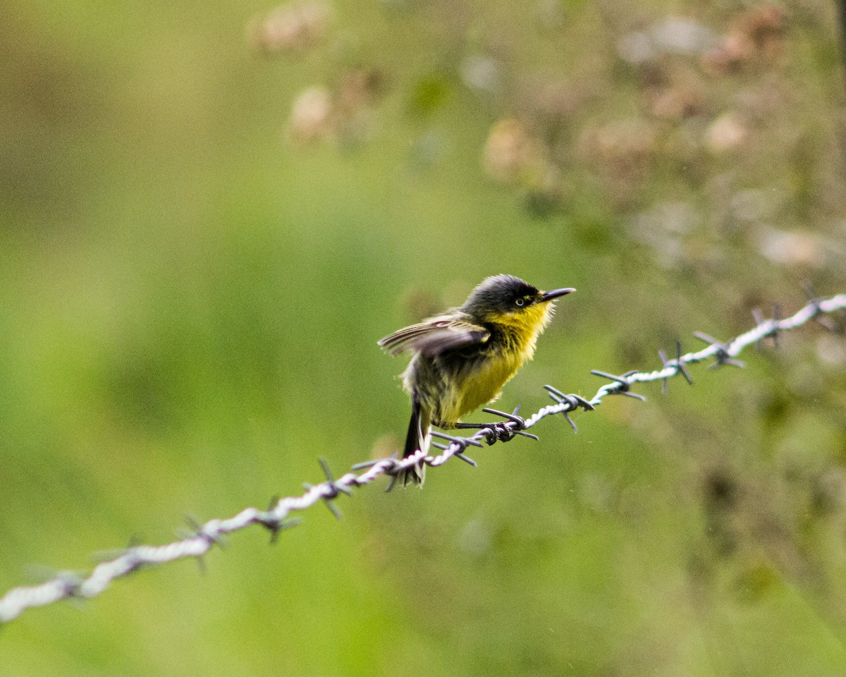 Common Tody-Flycatcher - ML619970972