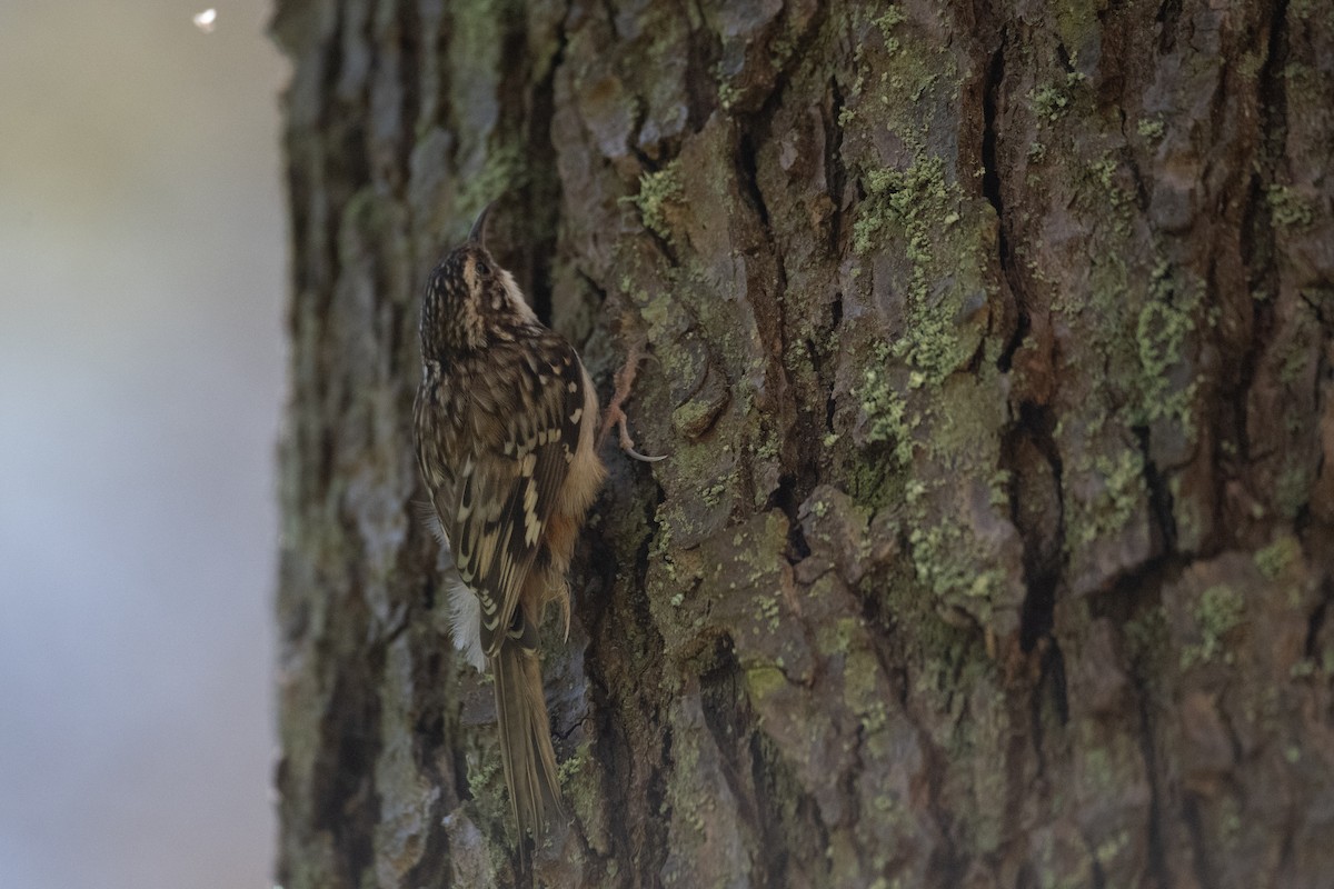 Brown Creeper - ML619970986