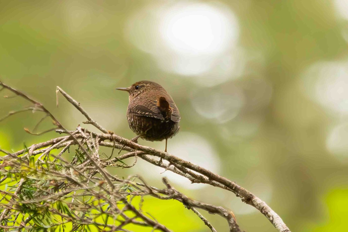 Pacific Wren - ML619970987