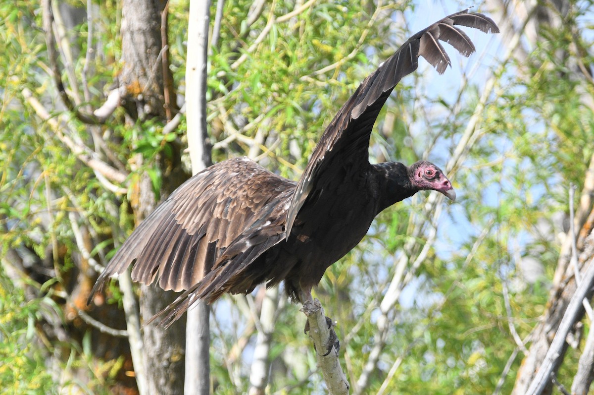 Turkey Vulture - ML619970990