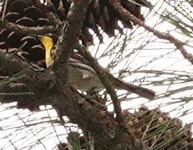 Yellow-throated Warbler - ML619970997
