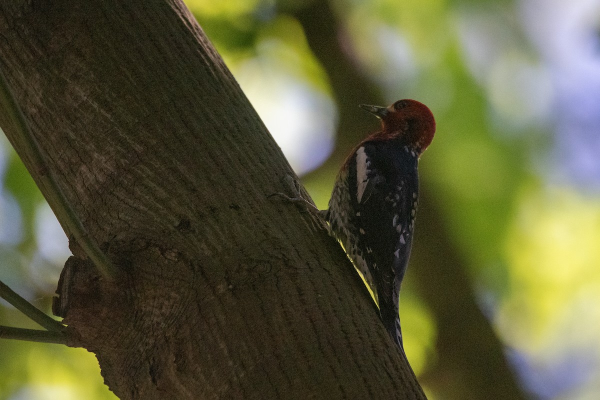 Pic à poitrine rouge - ML619971000