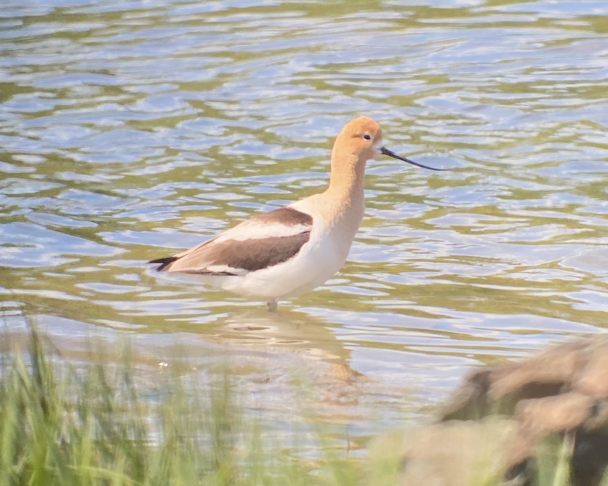 American Avocet - ML619971004