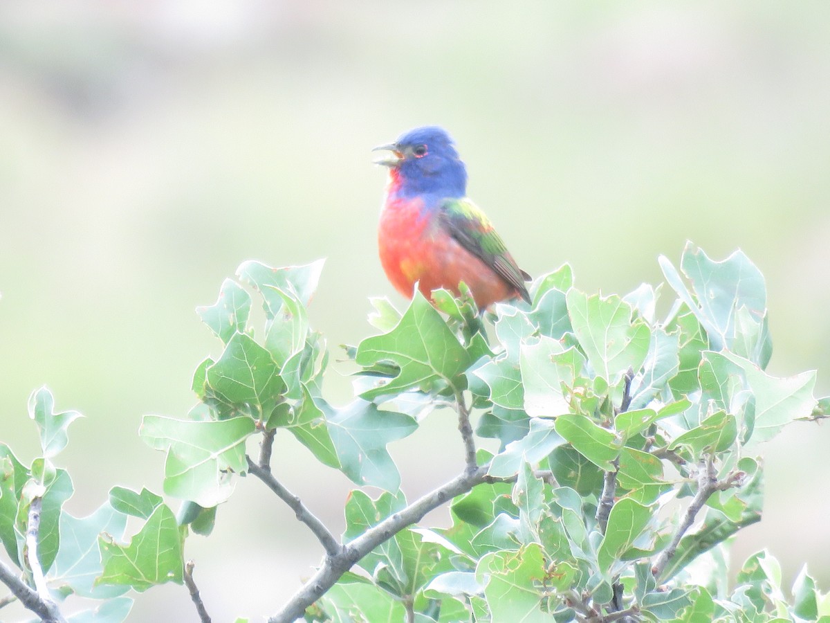 Painted Bunting - ML619971013
