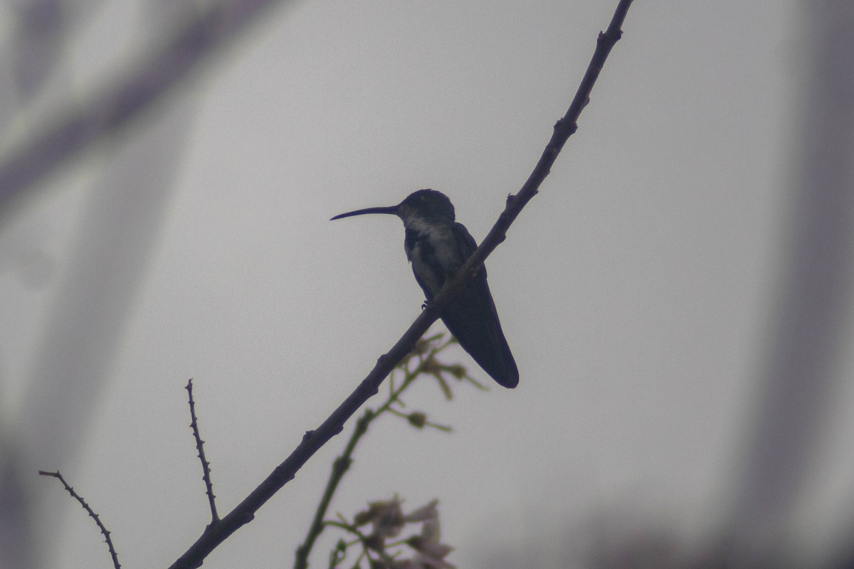 kolibřík lesklý - ML619971030