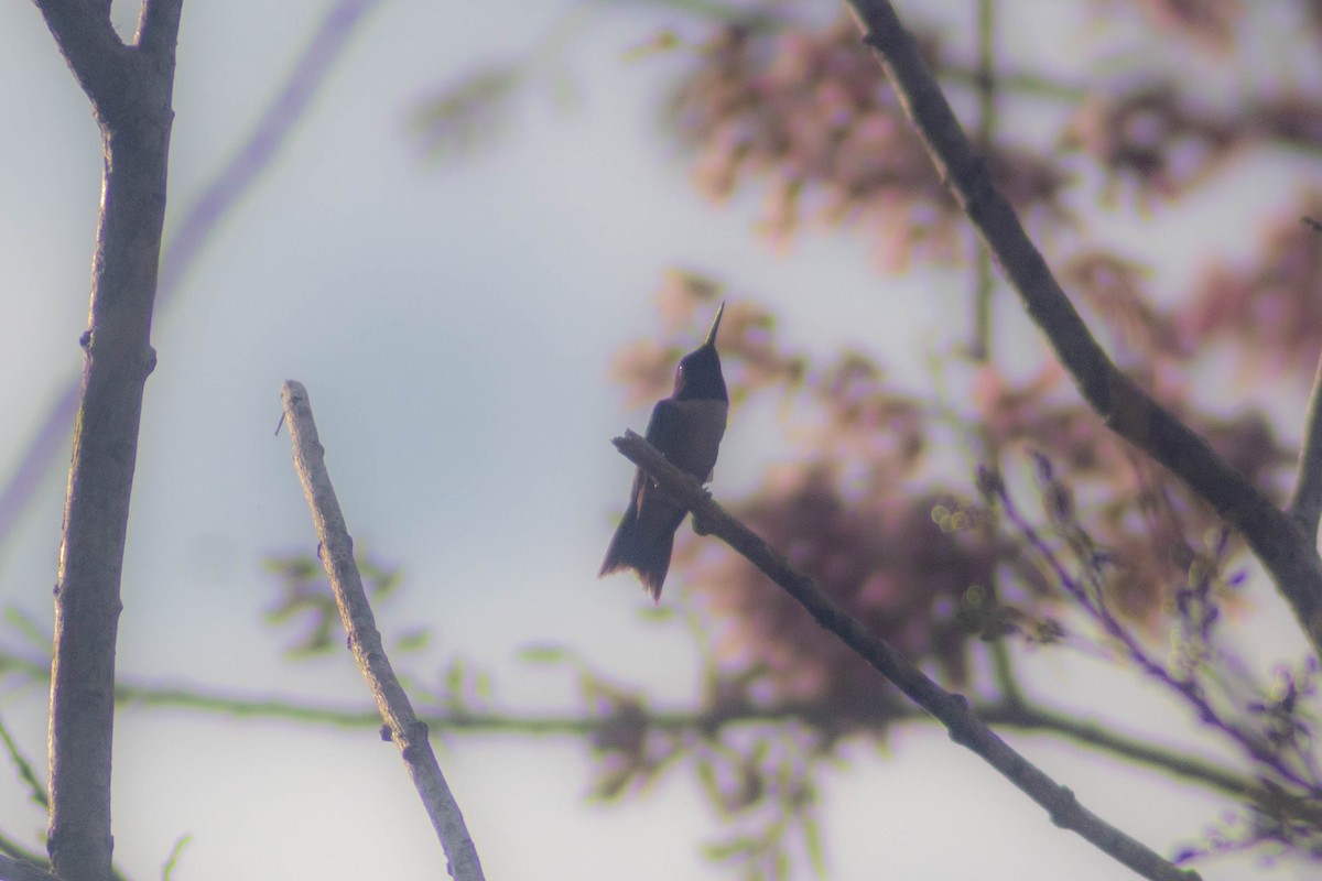 Ruby-throated Hummingbird - ML619971039