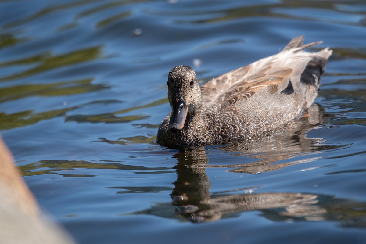 Gadwall - ML619971045