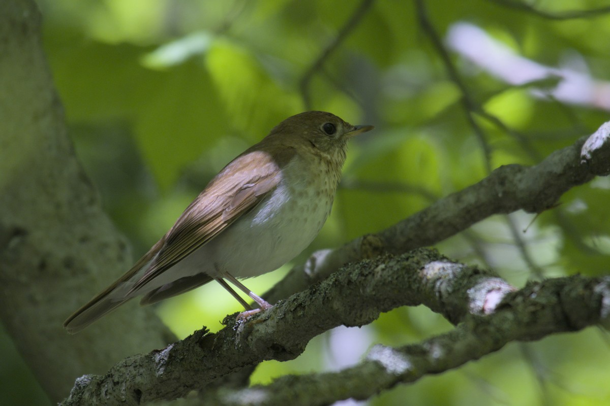 Veery - ML619971054